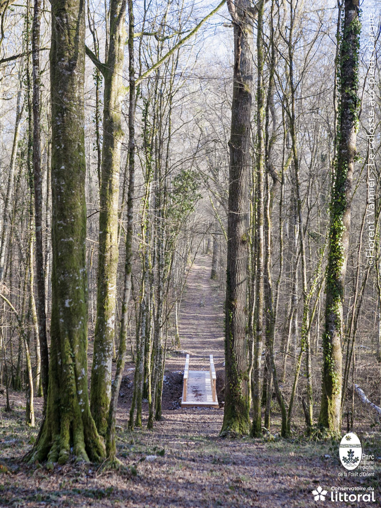 Dnas la forêt, une passerelle en bois traverse un ru.